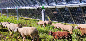 Ovejas en planta solar en Carmona