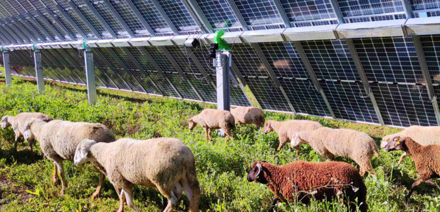 Ovejas en planta solar en Carmona